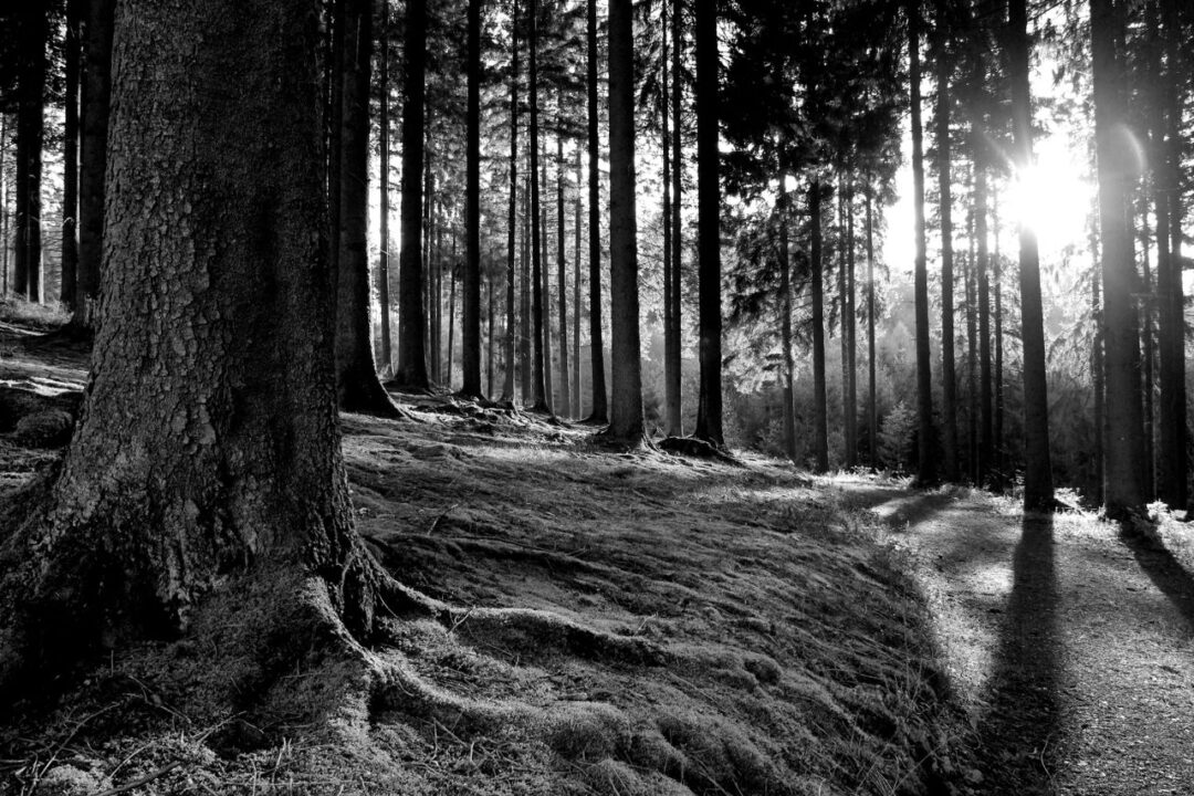 Black Forest Day Trips With Kids